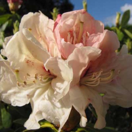 Rhododendron Blue Peter - Hardy Hybrid | ScotPlants Direct